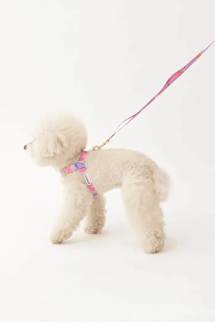 Gentle 2-Handle Dog Leash - Milky Way